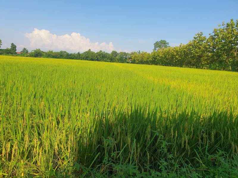 7 Rai Land for Sale in Chiang Mai