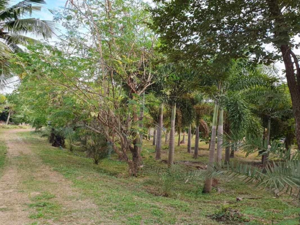 Prime Land for Sale in Chiang Mai | 1