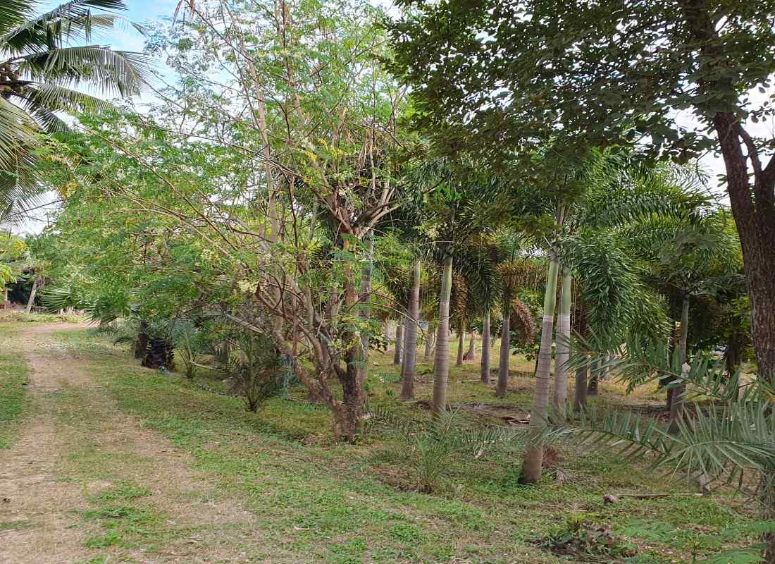 Prime Land for Sale in Chiang Mai | 1