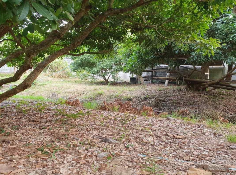 Prime Land for Sale in Chiang Mai | 1