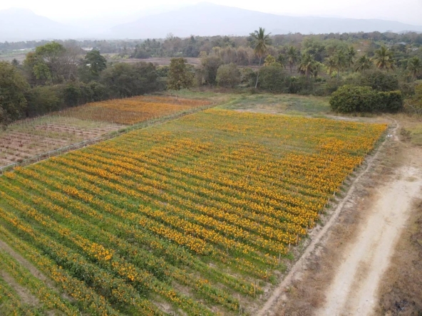 Prime 12 Rai Land for Sale Chiang Mai | Doi Inthanon