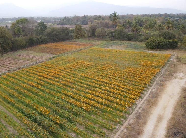 Prime 12 Rai Land for Sale Chiang Mai | Doi Inthanon