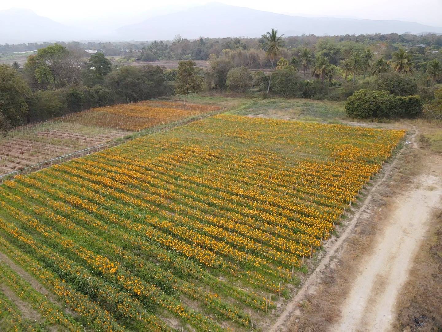 Prime 12 Rai Land for Sale Chiang Mai | Doi Inthanon