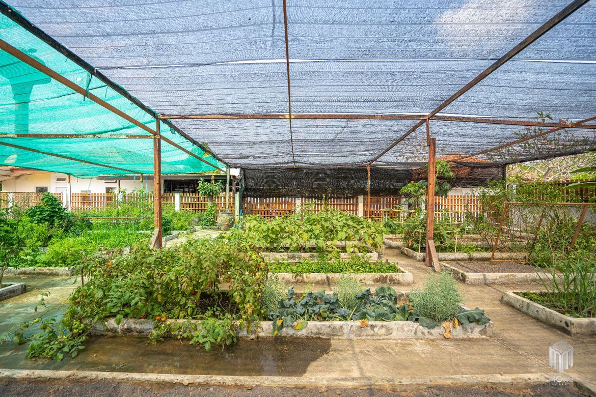 vegetable plot