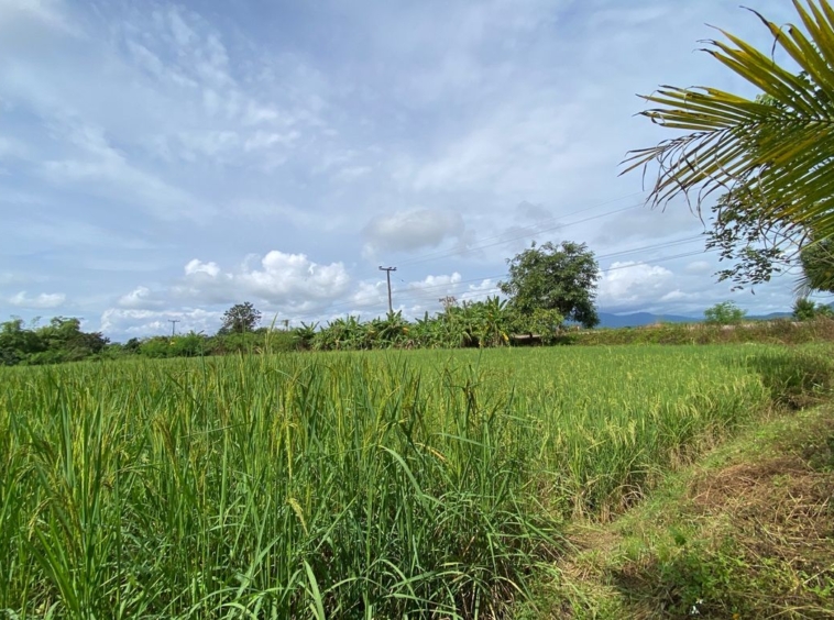 A pool villa 4 bed for sale in Mae Tang