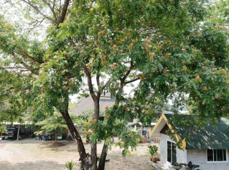 Baan Zone Nong Phueng - Saraphi