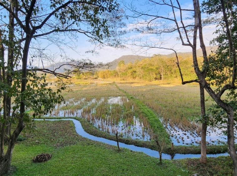 Thai style house in 25 Rai of land for sale in Doi Saket-SHG-HS459