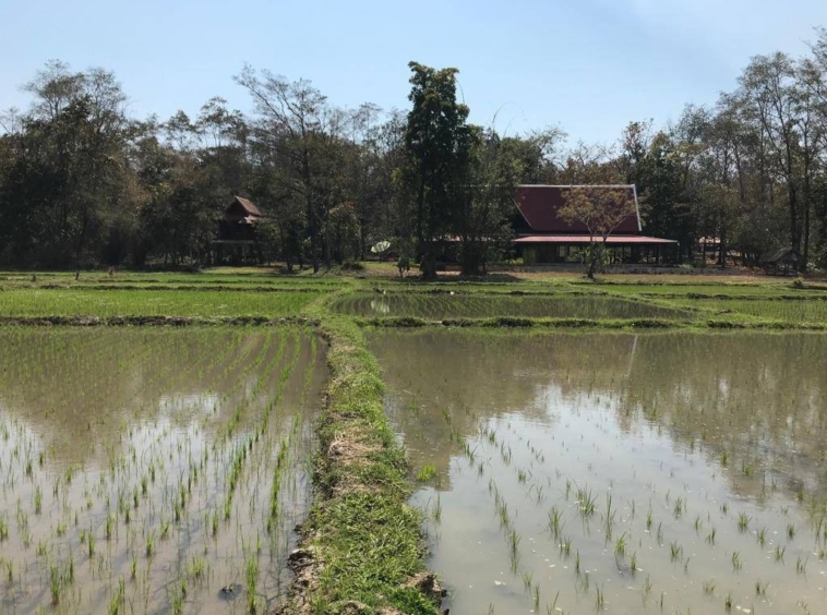 Thai style house in 25 Rai of land for sale in Doi Saket-SHG-HS459