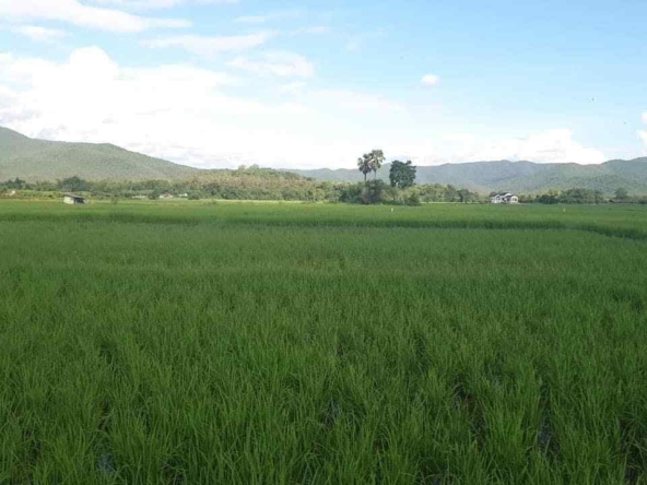 Land for Sale Chiang Mai - 16 Rai