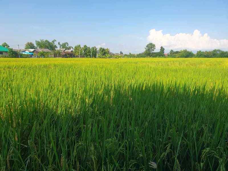 7 Rai Land for Sale in Chiang Mai