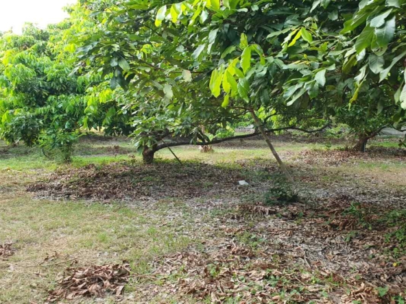 Prime Land for Sale in Chiang Mai | 1