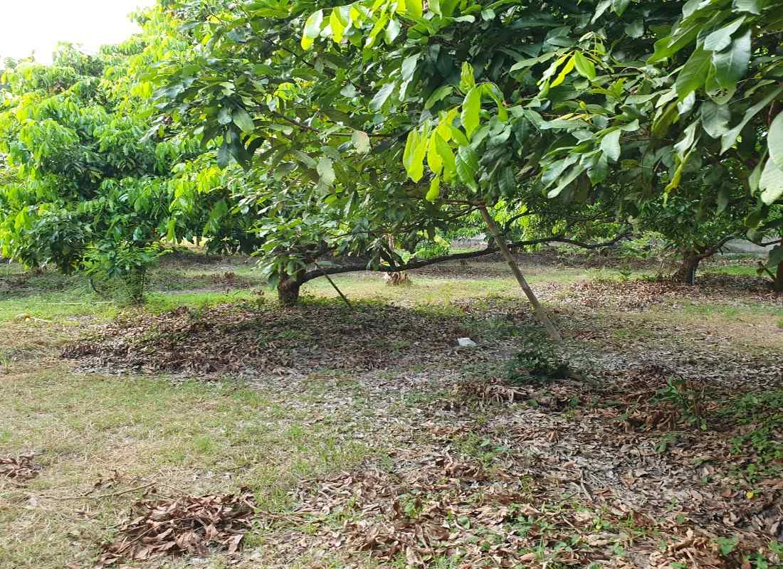 Prime Land for Sale in Chiang Mai | 1