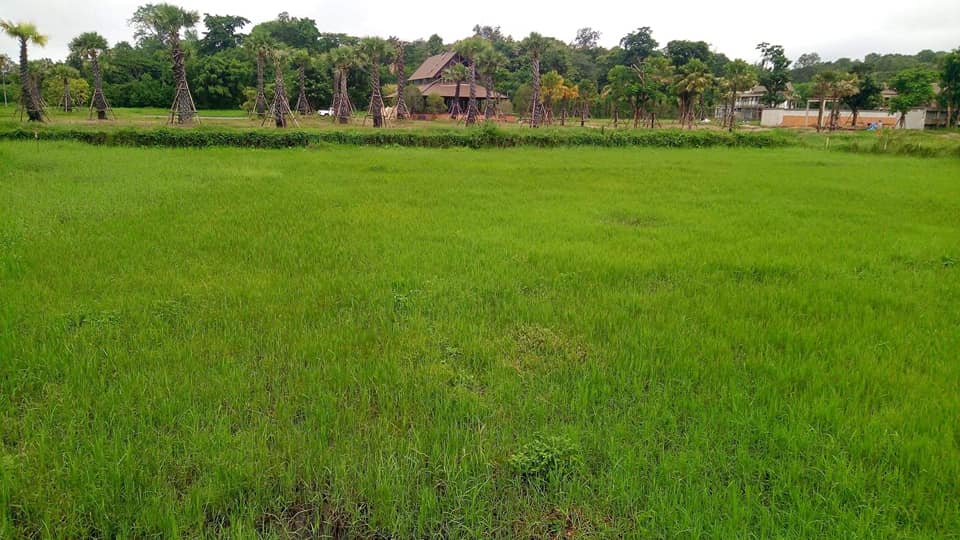 Tranquil Mae Rim Land for sale Chiang Mai | 2 Rai