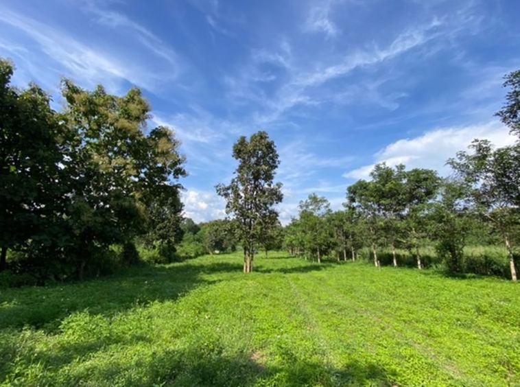 A nice plot of land for sale in Nam Phrae