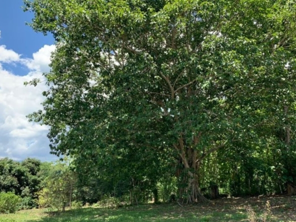 A beautiful plot of land for sale in Mae Rim