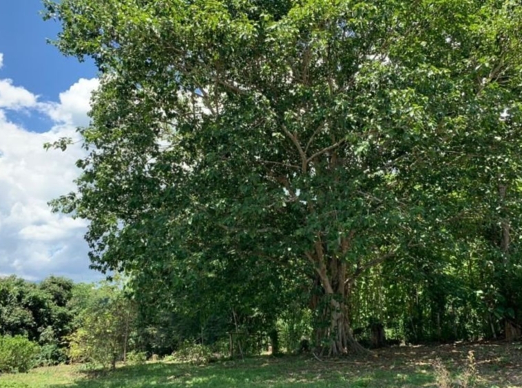 A beautiful plot of land for sale in Mae Rim