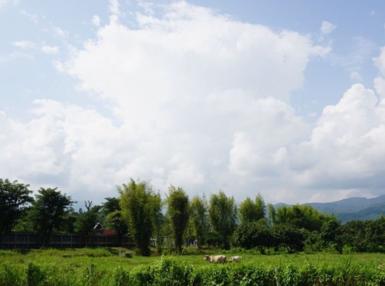 Large plot of land with mountain views for sale in Mae Rim