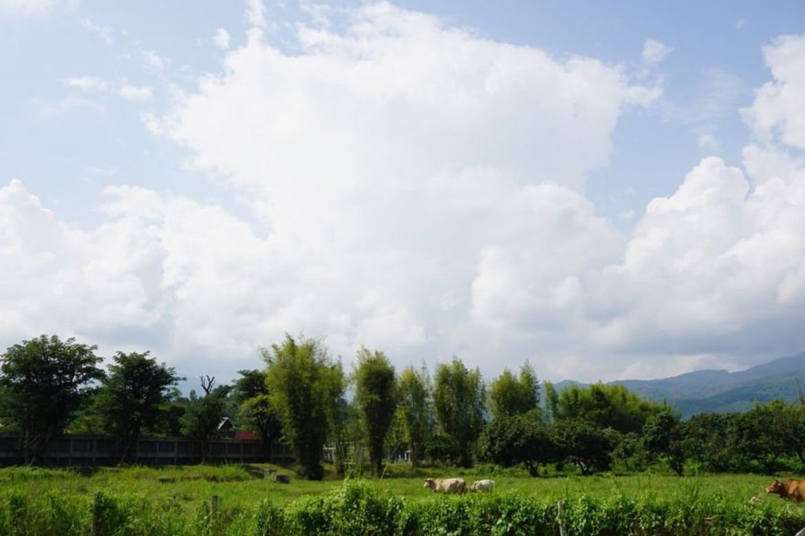 Large plot of land with mountain views for sale in Mae Rim