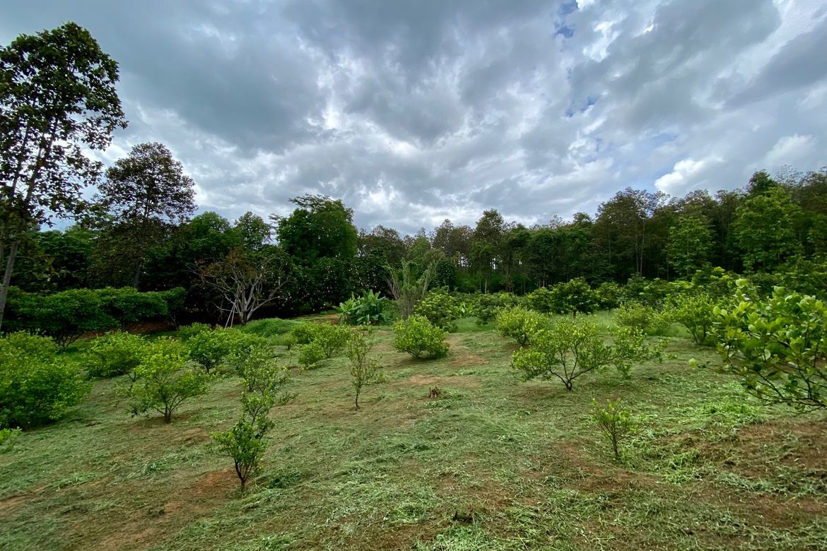 Large plot of land for sale in Mae Tang