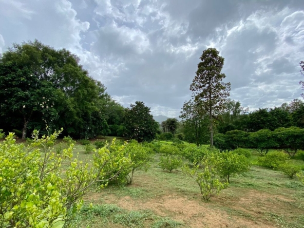 Large plot of land for sale in Mae Tang