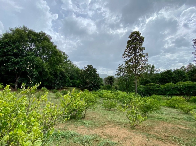 Large plot of land for sale in Mae Tang