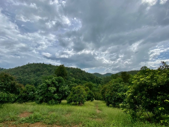 Large plot of land for sale in Mae Tang