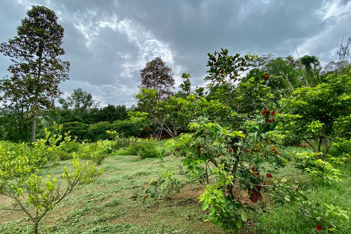 Large plot of land for sale in Mae Tang