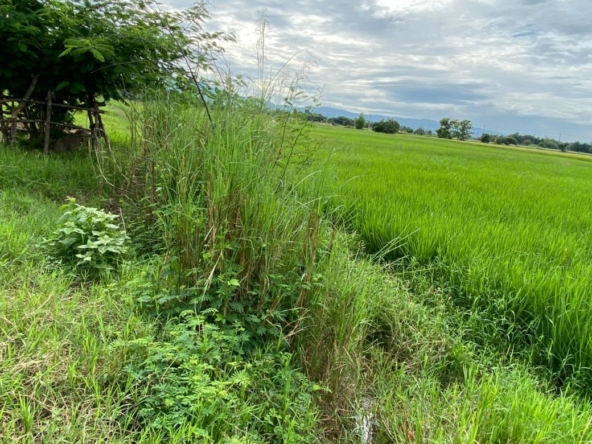 A nice plot for sale in Sankhampeang