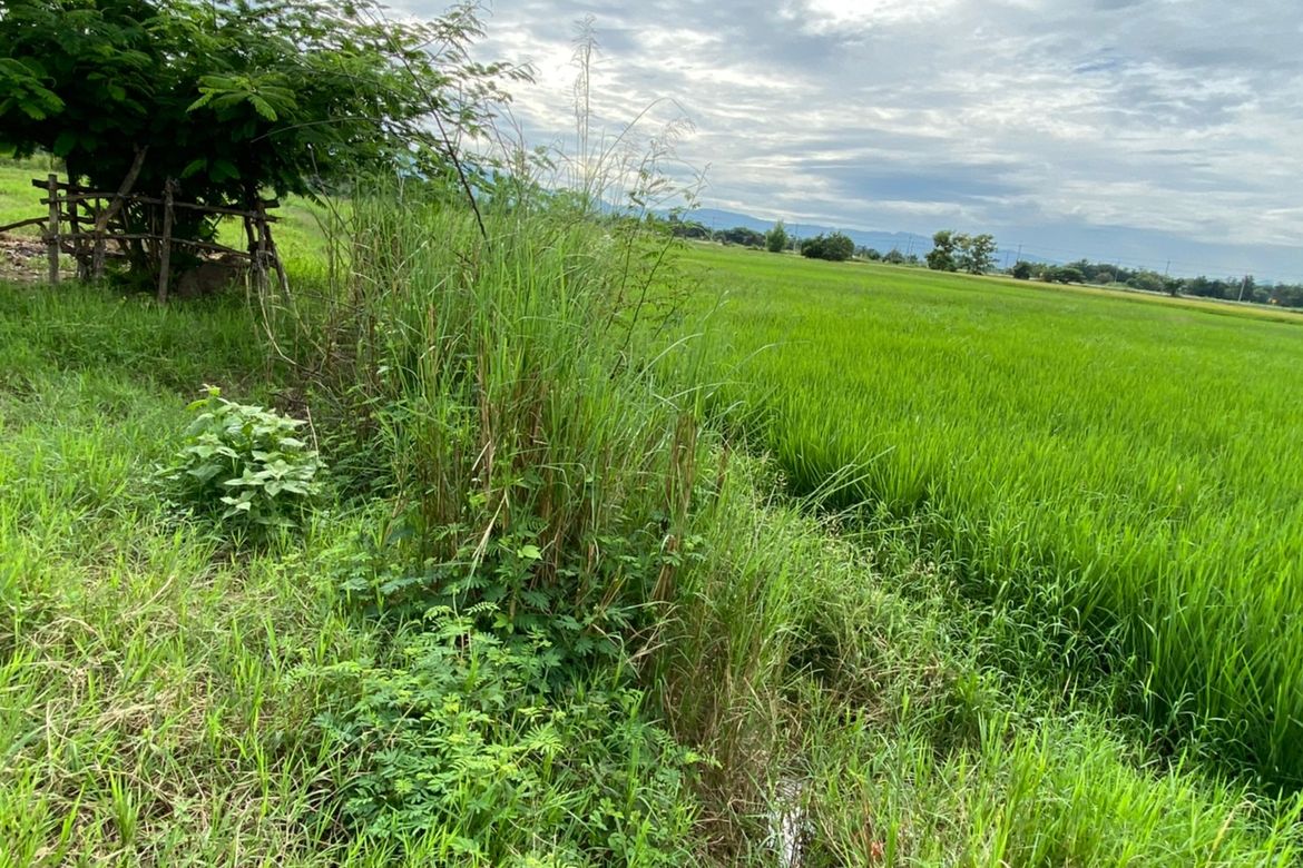 A nice plot for sale in Sankhampeang