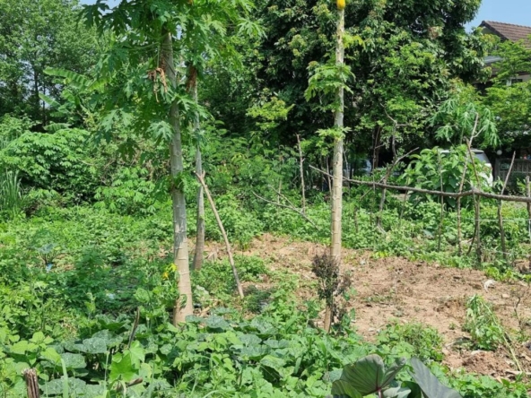 Property id140ls Land for sale in SanSai 0-2-68Rai  near Sam Yak Market-MR-140ls