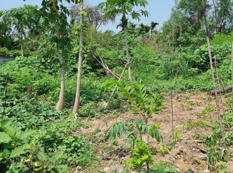 Property id140ls Land for sale in SanSai 0-2-68Rai  near Sam Yak Market-MR-140ls