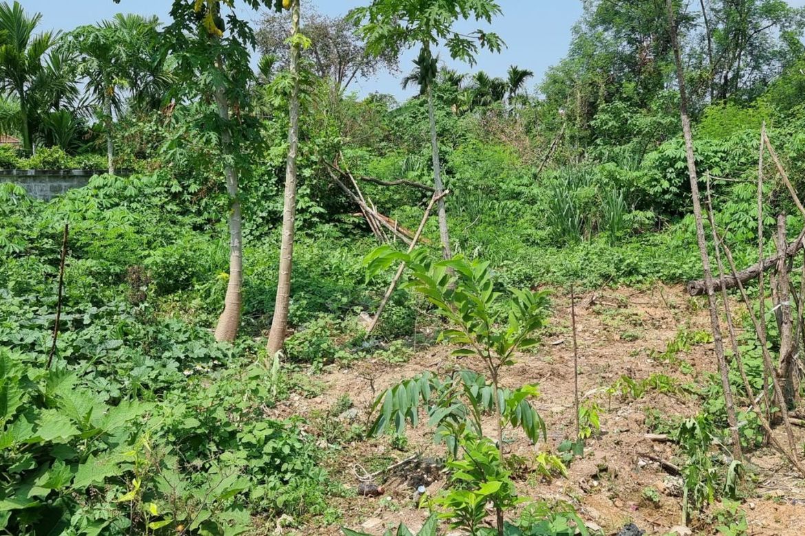 Property id140ls Land for sale in SanSai 0-2-68Rai  near Sam Yak Market-MR-140ls