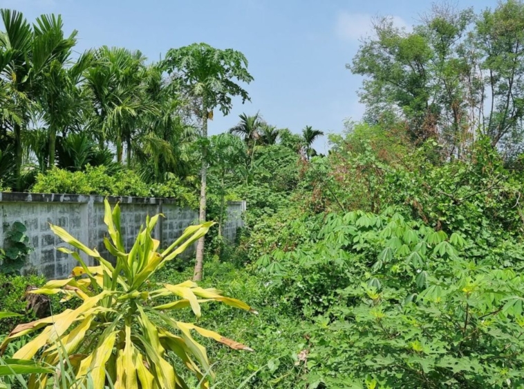 Property id140ls Land for sale in SanSai 0-2-68Rai  near Sam Yak Market-MR-140ls