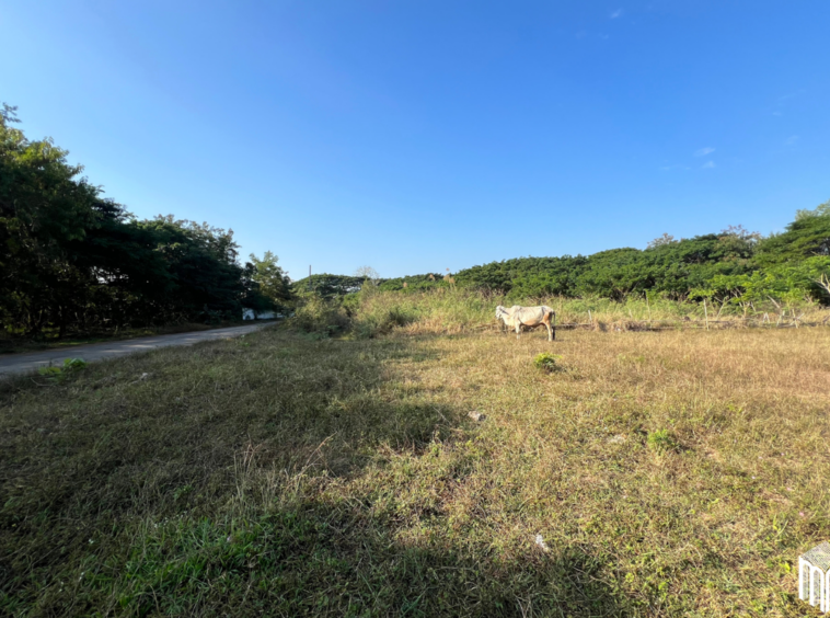 Property id208ls Land for sale in San Sai 1-1-65 sq.wa  near Meajo University-MR-209LS