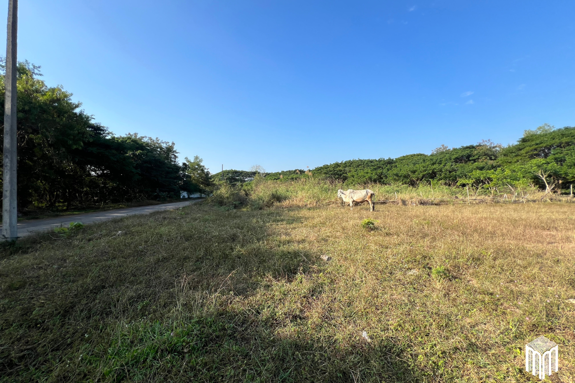 Property id208ls Land for sale in San Sai 1-1-65 sq.wa  near Meajo University-MR-209LS