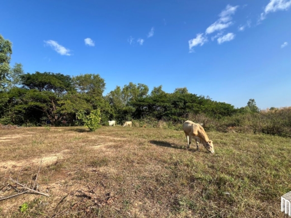 Property id208ls Land for sale in San Sai 1-1-65 sq.wa  near Meajo University-MR-209LS