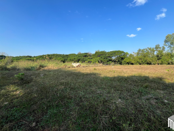 Property id208ls Land for sale in San Sai 1-1-65 sq.wa  near Meajo University-MR-209LS