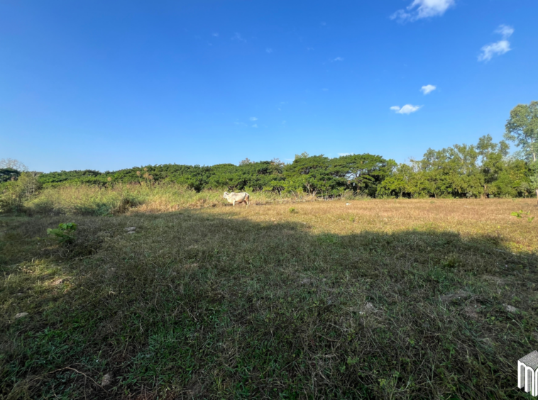 Property id208ls Land for sale in San Sai 1-1-65 sq.wa  near Meajo University-MR-209LS