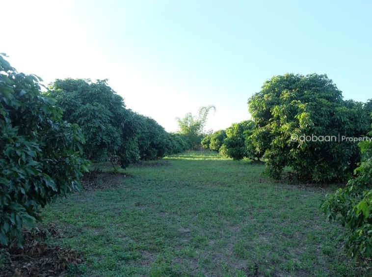 Beautiful 8-acre land plot with a lychee orchard