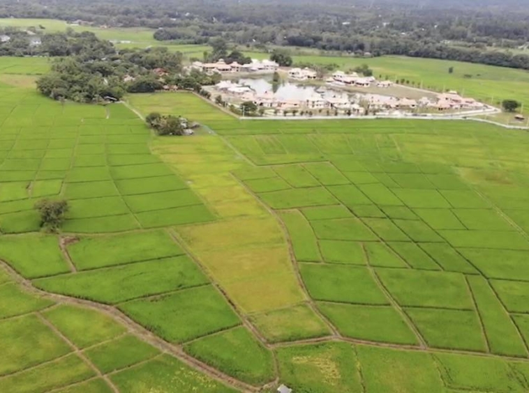 12 Rai of rice paddy field for sale in Doi Saket-SHG-LS101