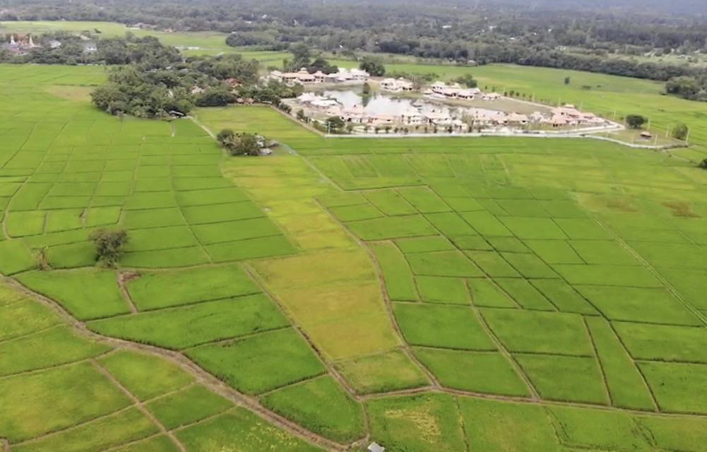 12 Rai of rice paddy field for sale in Doi Saket-SHG-LS101