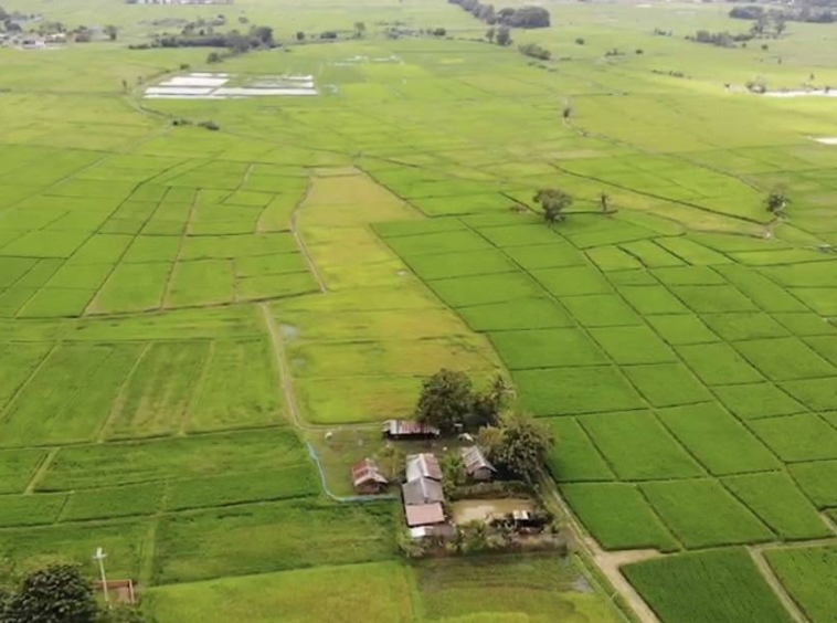 12 Rai of rice paddy field for sale in Doi Saket-SHG-LS101