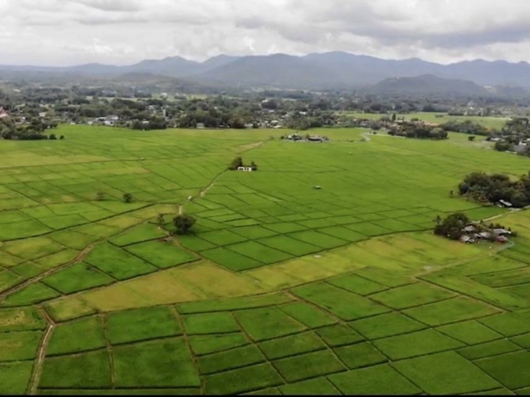 12 Rai of rice paddy field for sale in Doi Saket-SHG-LS101