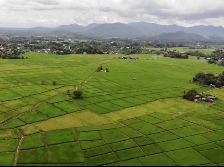 12 Rai of rice paddy field for sale in Doi Saket-SHG-LS101