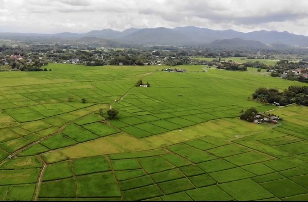 12 Rai of rice paddy field for sale in Doi Saket-SHG-LS101