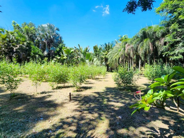 Developed Land For Sale In Hang Dong, Chiang Mai - PC-HD011L