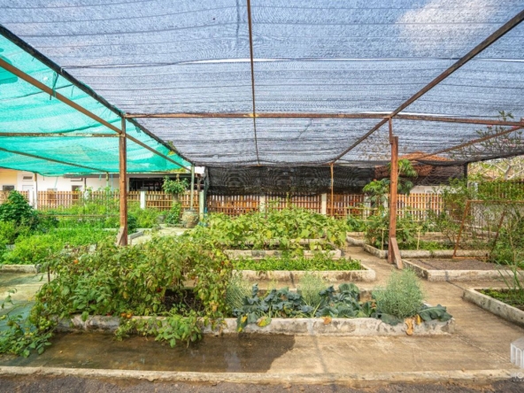 vegetable plot