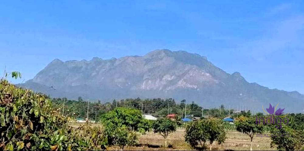 Land for sale 6 Rai 3 Ngan 18 Sqw Doi Luang Chiang Dao view