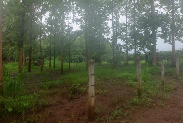 Teak Plantation Land For Sale 101 Rai 91 Sqw in Mae Taeng Chiang Mai-I-2335