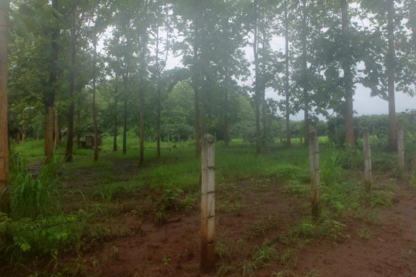 Teak Plantation Land For Sale 101 Rai 91 Sqw in Mae Taeng Chiang Mai-I-2335